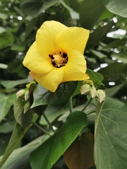 Hibiscus tiliaceus