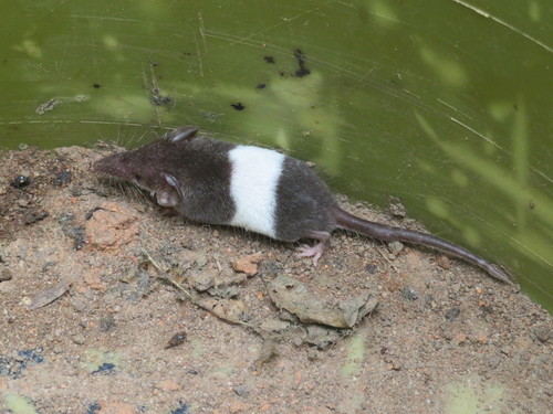 Hildegarde's Shrew