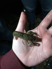 Cambarus hiwasseensis