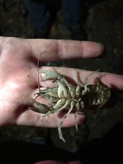 Cambarus hiwasseensis