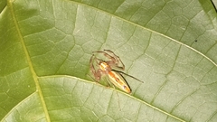 Viciria pavesii