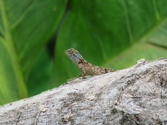 Agama mossambica