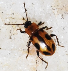 Ancylopus melanocephalus