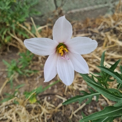 Zephyranthes jamesonii