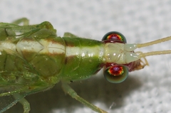 Chrysopodes collaris