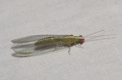 Chrysopodes collaris