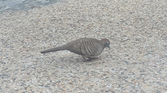 Geopelia striata
