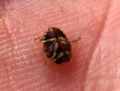 Ochterus