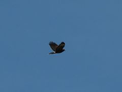 Parabuteo unicinctus