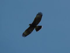 Parabuteo unicinctus