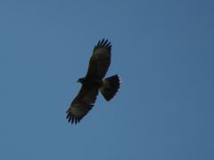 Parabuteo unicinctus
