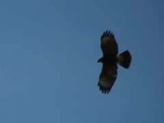 Parabuteo unicinctus