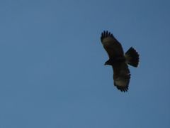Parabuteo unicinctus