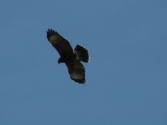 Parabuteo unicinctus