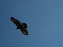 Parabuteo unicinctus