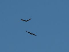 Parabuteo unicinctus
