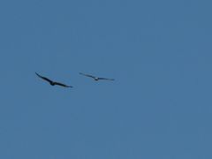 Parabuteo unicinctus