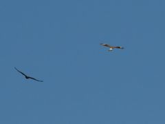 Parabuteo unicinctus
