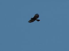 Parabuteo unicinctus
