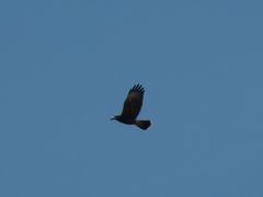 Parabuteo unicinctus