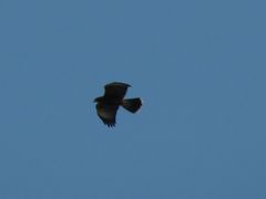 Parabuteo unicinctus