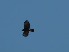 Parabuteo unicinctus