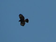 Parabuteo unicinctus