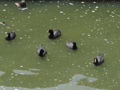 Fulica leucoptera