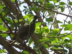 Sturnus vulgaris