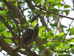 Sturnus vulgaris