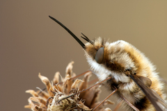 Bombylius major
