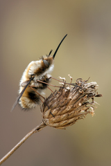 Bombylius major