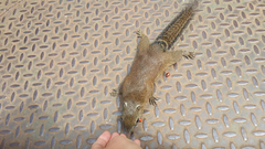 Callosciurus orestes