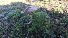 Volvopluteus gloiocephalus