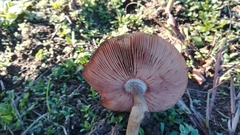 Volvopluteus gloiocephalus