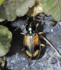 Bembidion andreae