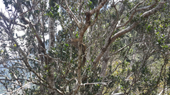 Callosciurus orestes