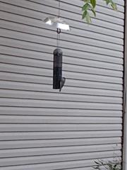 Poecile carolinensis