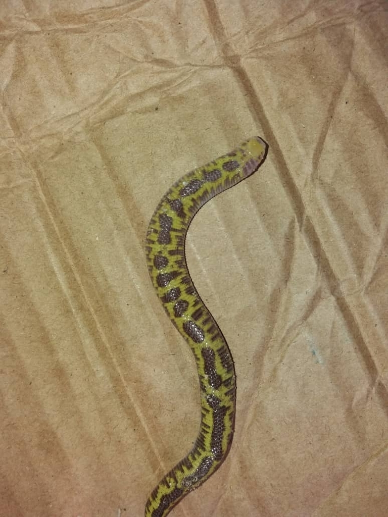 Angled Worm Lizard