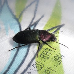 Neoaulacoryssus speciosus