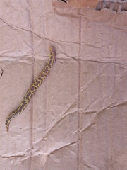 Agamodon anguliceps