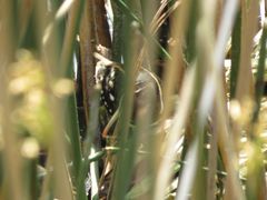 Nycticryphes semicollaris