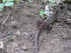 Agama mossambica