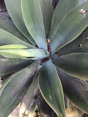 Agave mitis