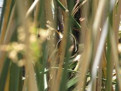 Nycticryphes semicollaris
