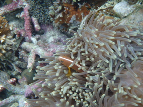 Photo of Skunk clownfish (Amphiprion akallopisos)
