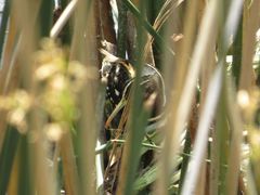 Nycticryphes semicollaris