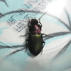 Neoaulacoryssus speciosus