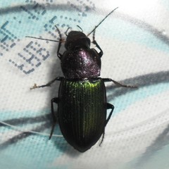 Neoaulacoryssus speciosus