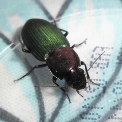 Neoaulacoryssus speciosus